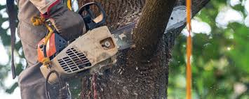 Professional Tree Care in Lexington, OH